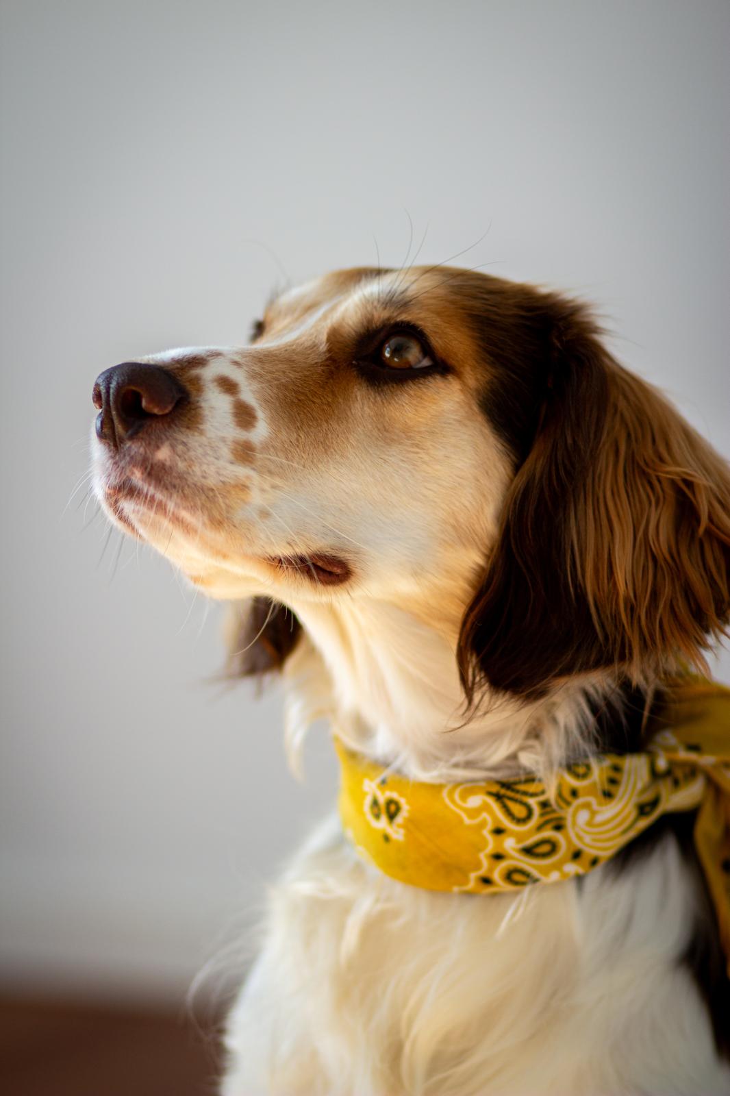 Bruno, ein freundlicher Therapie-Begleithund