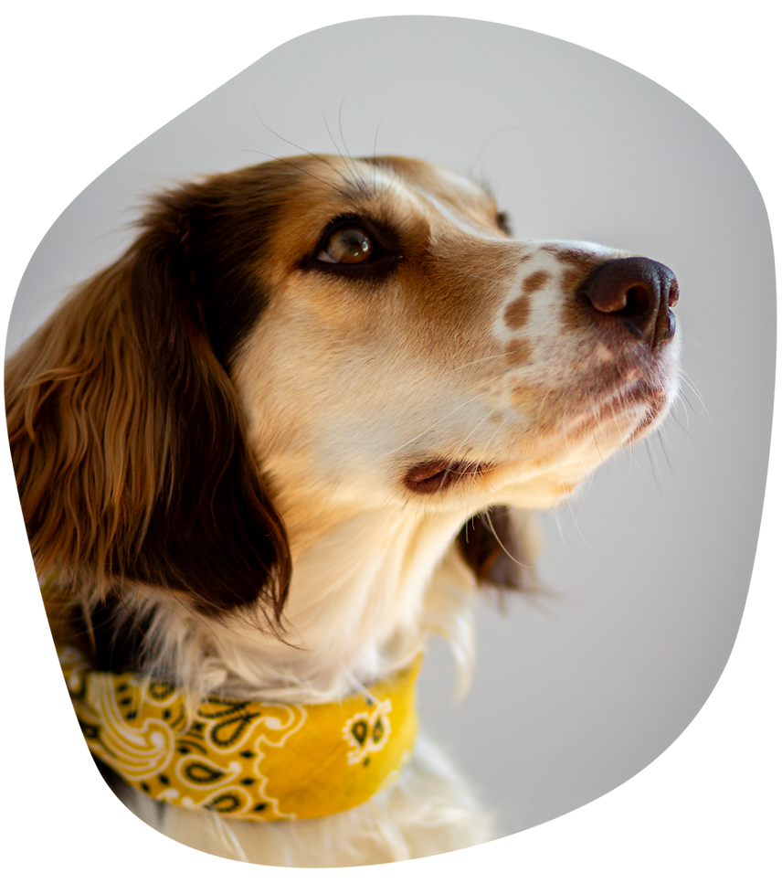Bruno, ein freundlicher Therapie-Begleithund